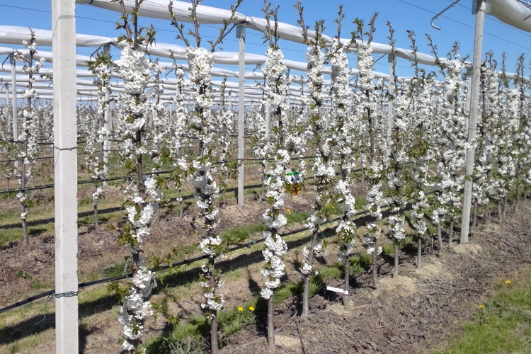 Nella provincia di Ferrara si sta assistendo ad una fioritura dei ciliegi spettacolare