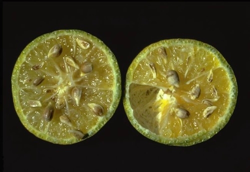 Citrus greening, mandarino infetto