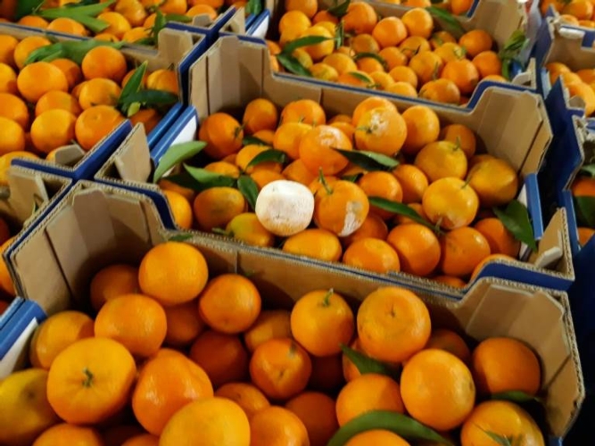 Clementine imbiancate dall'umidità (al centro della foto): sono destinate a marcire