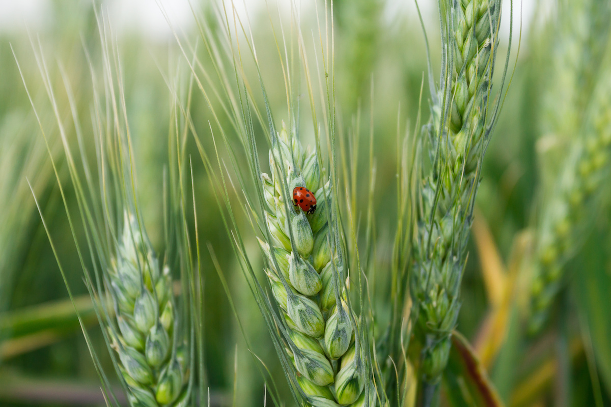 In forte aumento le coltivazioni biologiche di cereali, lieve contrazione invece per gli ortaggi con i seminativi attestati ad oltre il 45% del biologico in Italia (Foto di archivio)