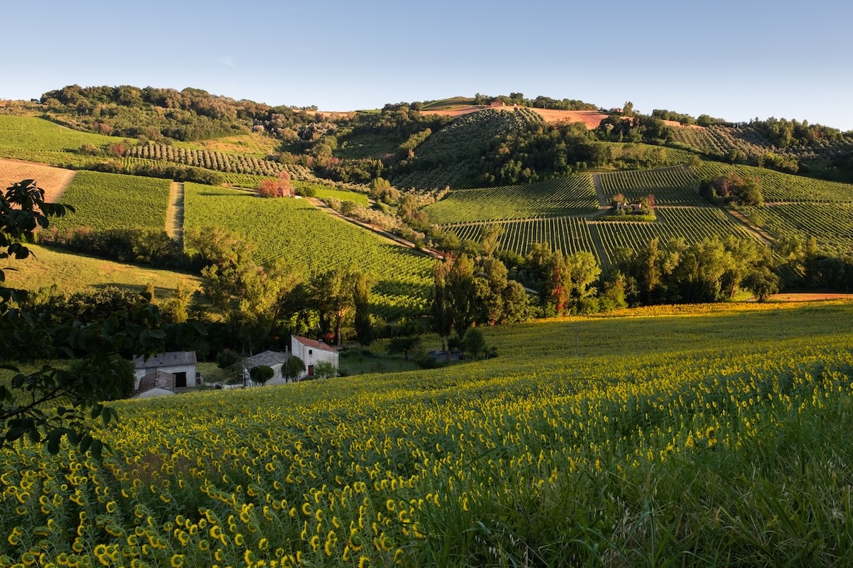 Colline e campi di girasoli al tramonto