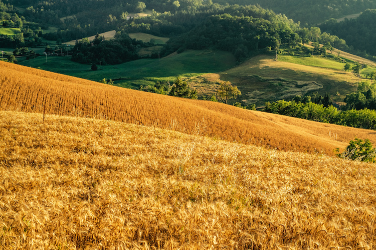 Forte passivo per la bilancia cerealicola italiana (Foto di archivio)