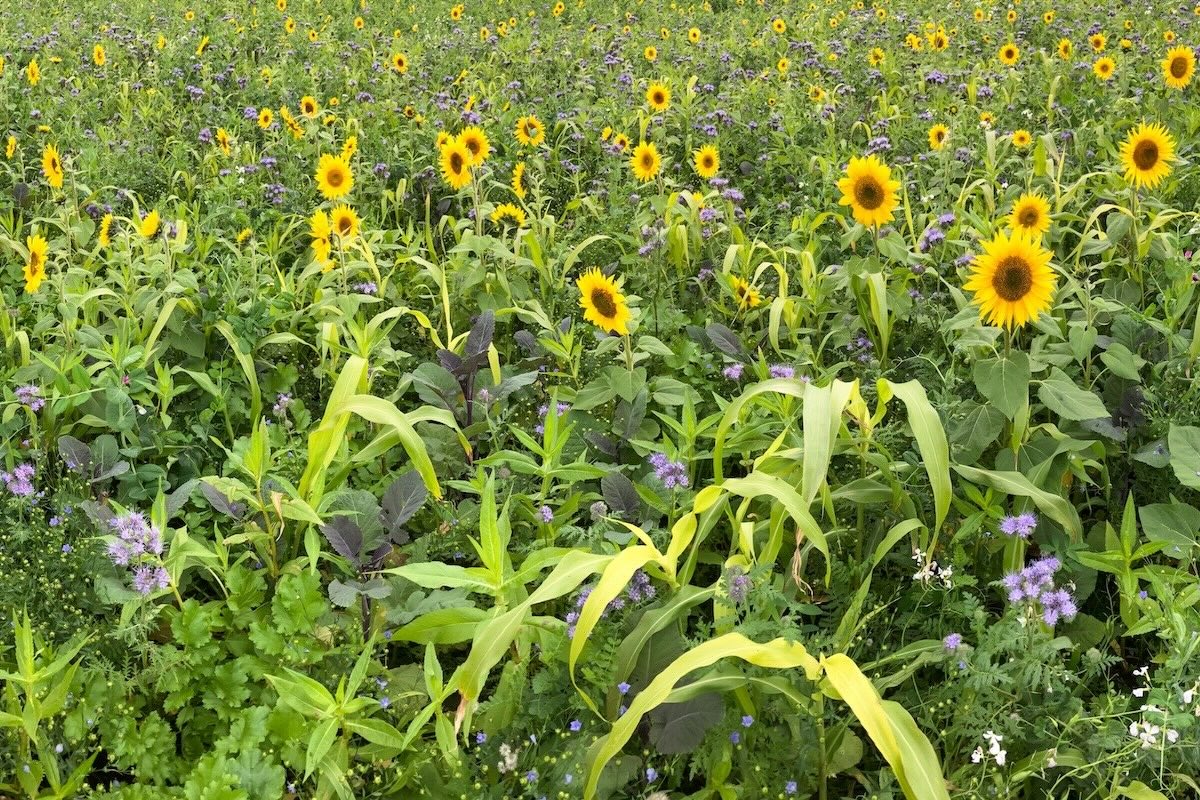 Sovescio con piante biofumiganti