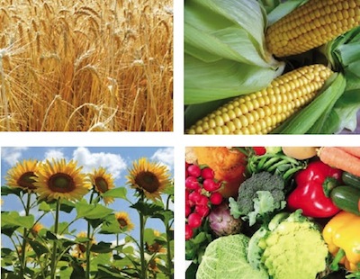 NovaTec NP 24-10 (+7,5) per le concimazioni alla semina e di copertura di cereali, colture orticole e floricole