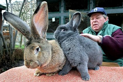 Per ogni chilo di coniglio vivo prodotto gli allevatori perdono 30 centesimi