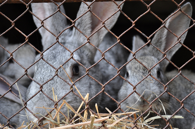 Per eliminare le gabbie dall'allevamento dei conigli sono ancora necessari studi e ricerche