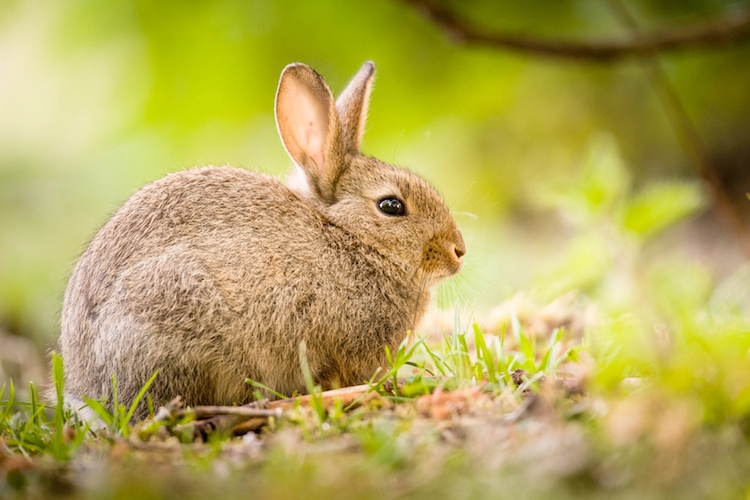 Cun conigli vivi: mercato in calo