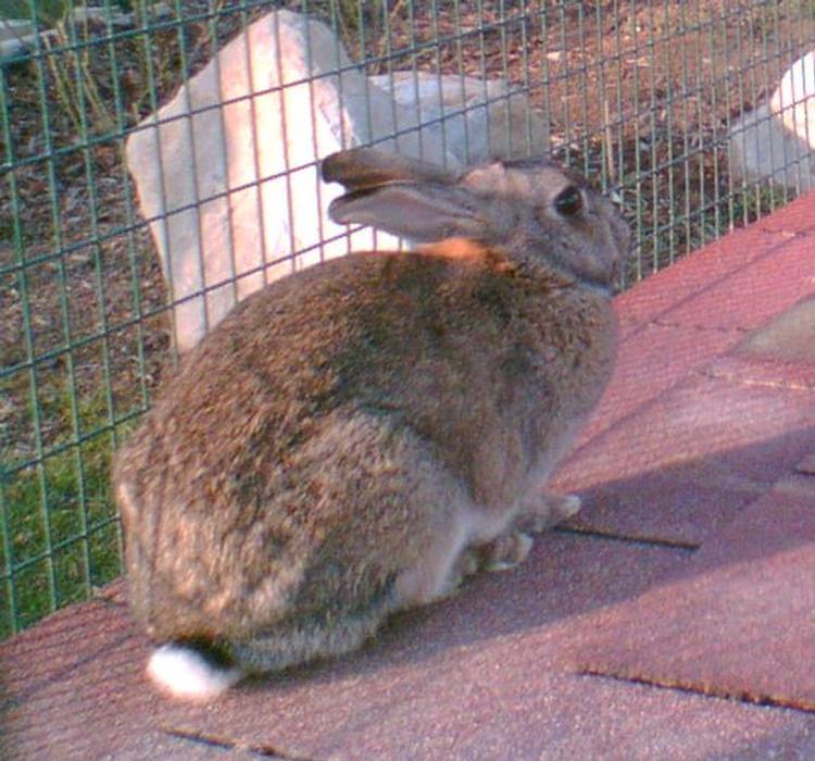  Per alleggerire il mercato francese i conigli vengono “svenduti” in Italia 