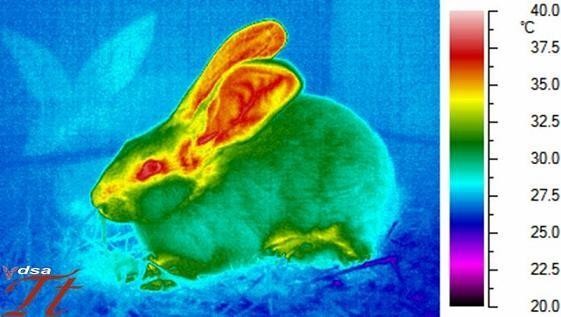 Come si presenta un’immagine termografica che con falsi colori indica la temperatura delle diverse parti del corpo
