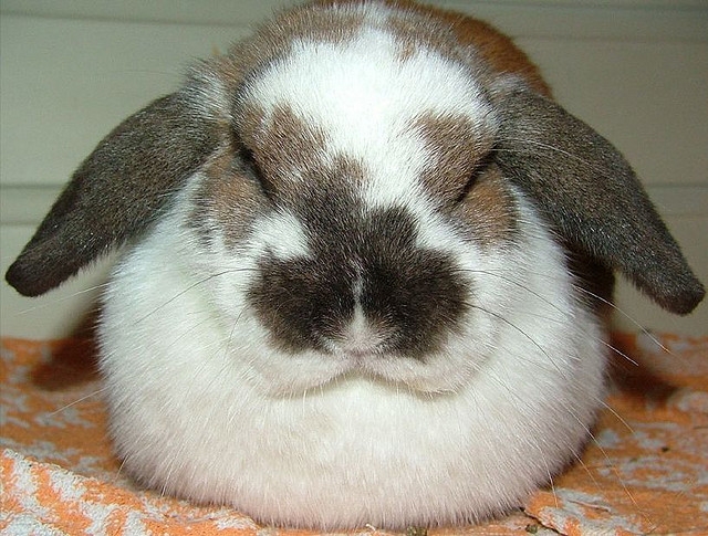  Un coniglio di razza “Ariete nano”, certo non idoneo alla produzione di carne, ma adattabile alla vita in appartamento