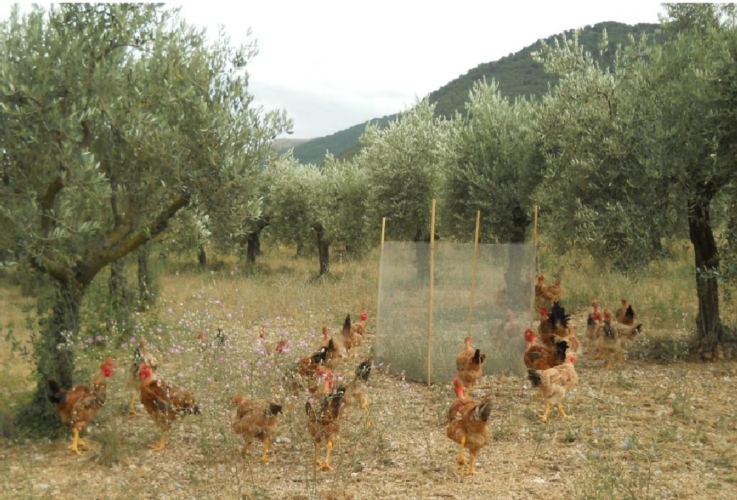 Polli al pascolo nell'oliveto