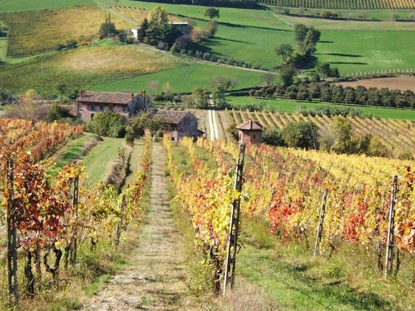 il Consorzio Vini di Romagna punta sull'internazionalizzazione