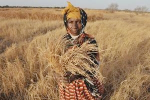 Una contadina del Gambia mostra un mazzetto di riso secco durante una siccitá