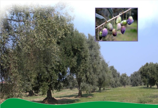 Convegno scientifico olivicoltura. Rende (Cs), 8 e 9 novembre 2011