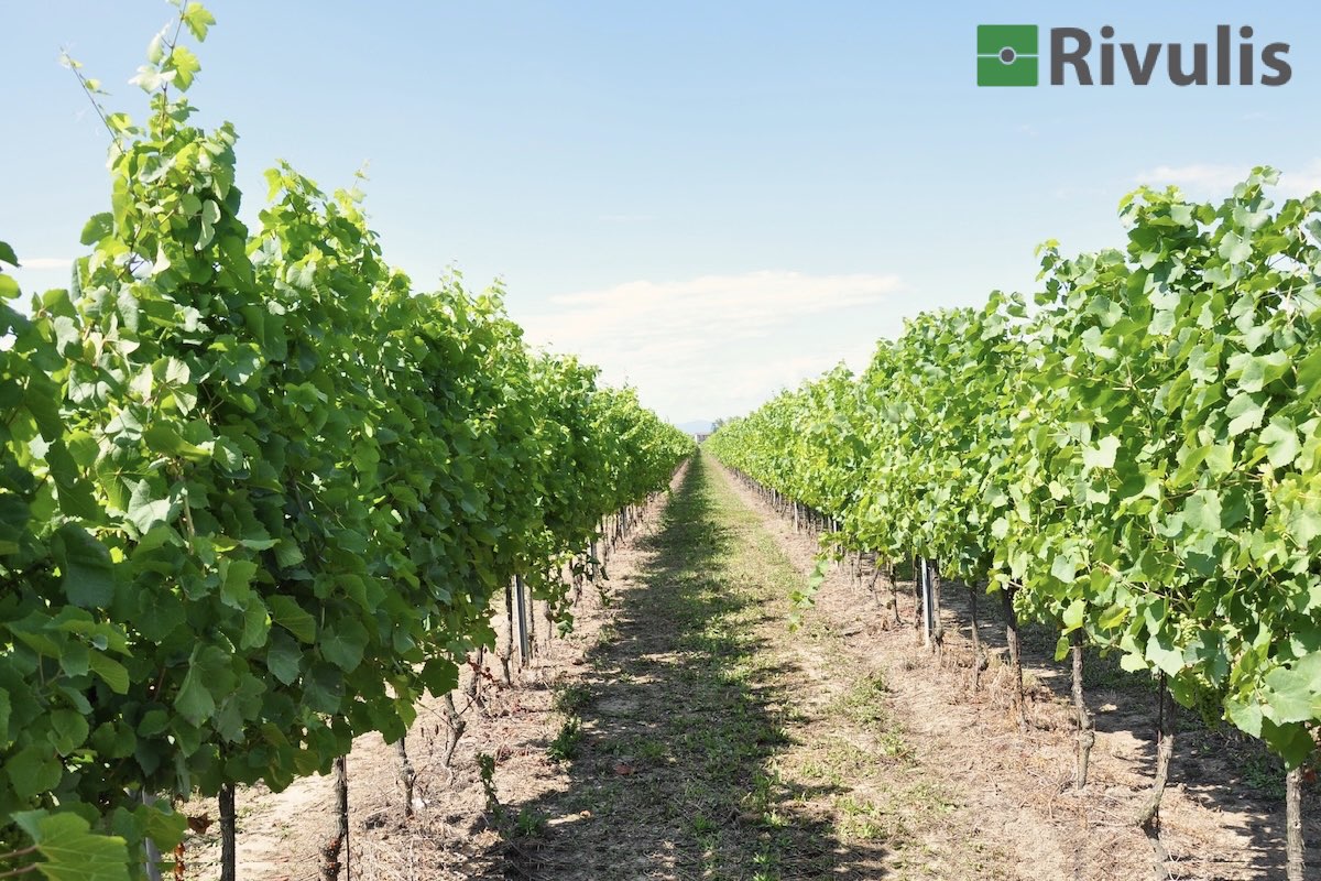 Secondo Rivulis l'irrigazione a goccia è uno strumento sempre più necessario per aumentare la resilienza del vigneto e preservare le rese