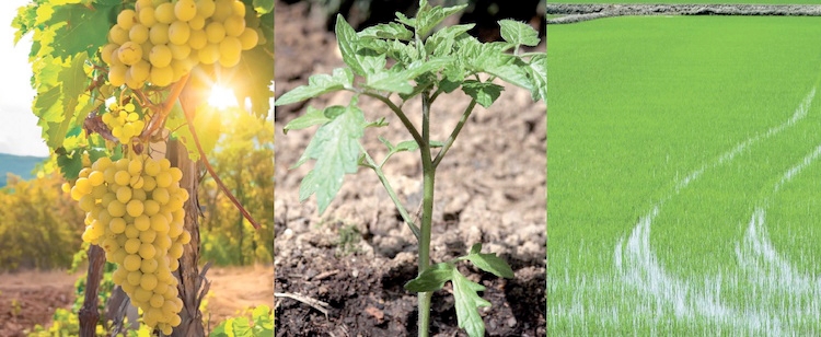 Copren Hi Bio è un fungicida autorizzato su numerose colture orticole e frutticole