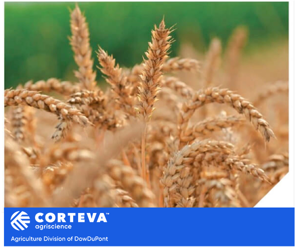 Le soluzioni per i cerealicoltori di Corteva AgriScience