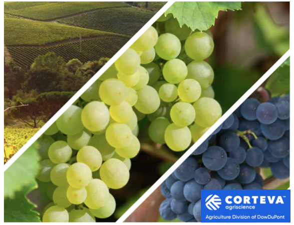La Linea fungicidi di Corteva agriscience per i viticoltori