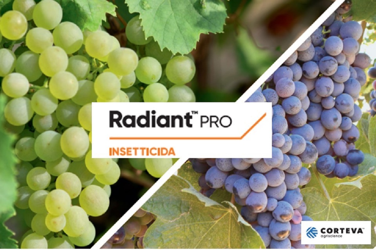 A base di Jemvelva™ active (spinetoram),Radiant™ Pro è la soluzione per la vite di Corteva agriscience è un insetticida 