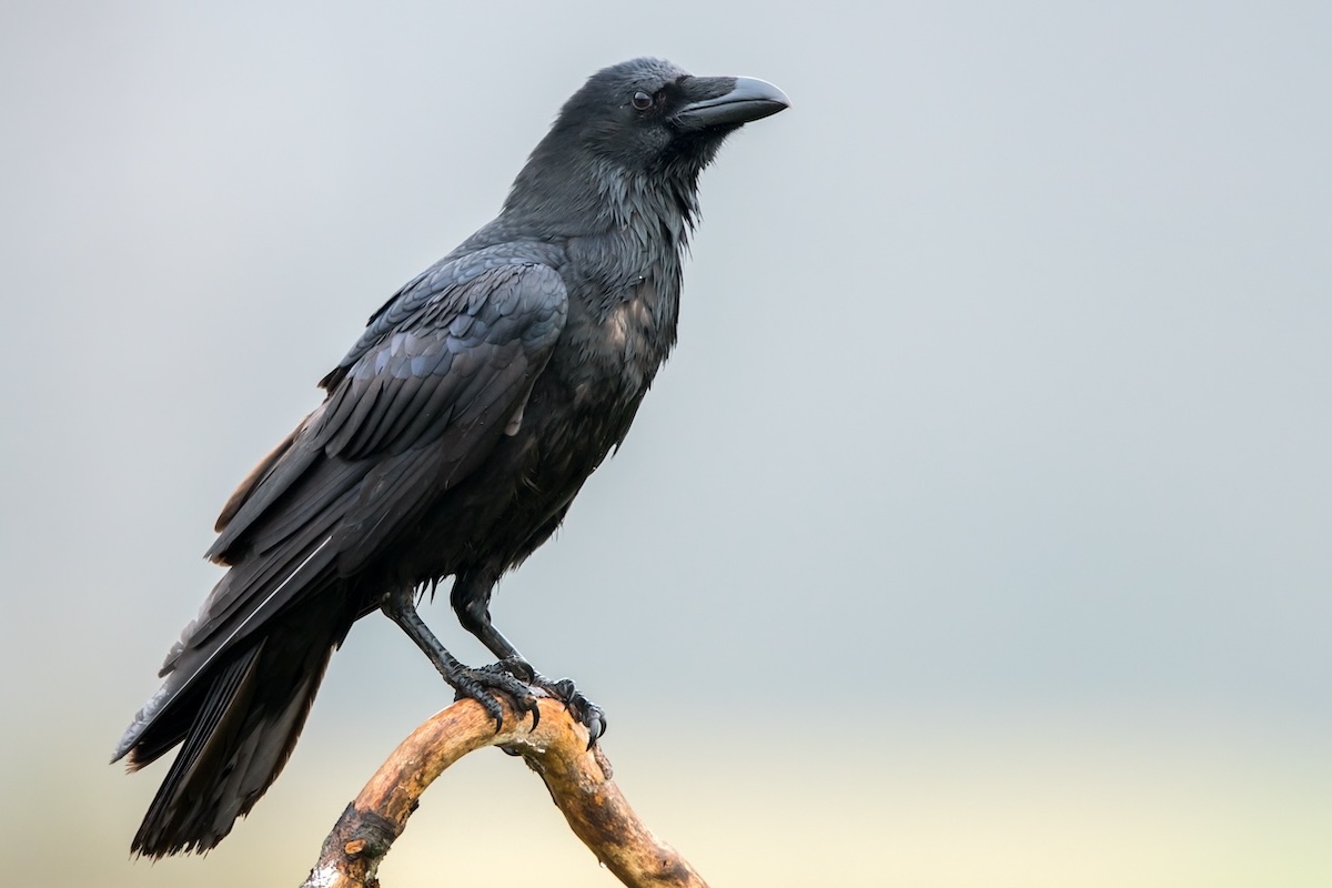 I corvidi sono responsabili di ingenti danni alle colture, specialmente alla semina (Foto di archivio)