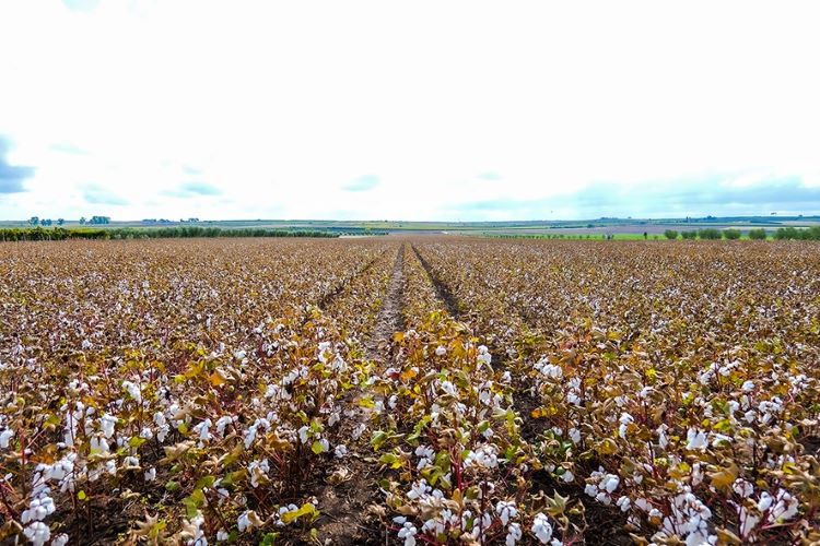 Secondo Michele Steduto (Gest), lo sviluppo della filiera è assicurato dalla scelta del cotone biologico delle grandi firme: si punta a 450 ettari di coltivazioni in Italia