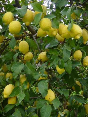 Il limone di Rocca Imperiale - Covil alla riscoperta di ecotipi autoctoni
