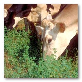 crpa-alimentazione-vacca-latte.jpg
