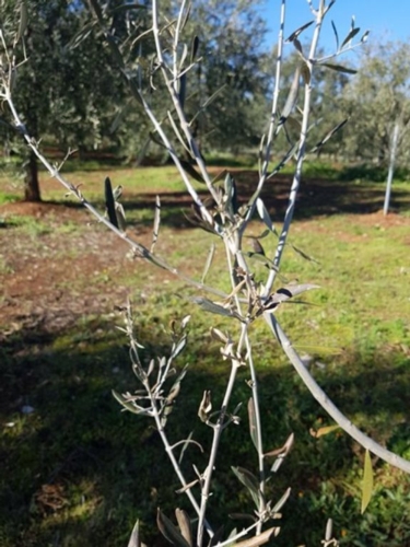 Un altro effetto del gelo: le foglie accartocciate su rametti di esemplare giovanile di olivo