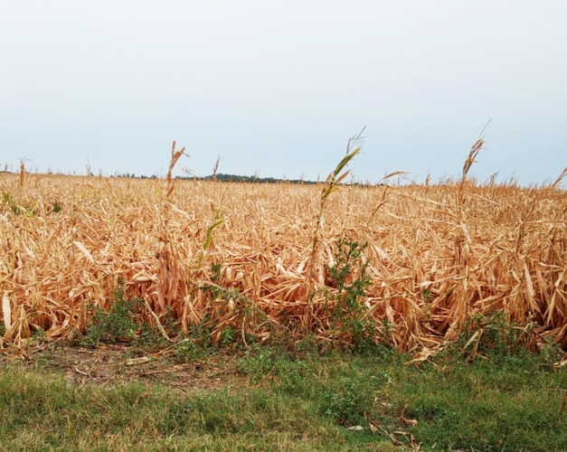 Nel ferrarese sono stati registrati ingenti danni ai campi di mais per il maltempo