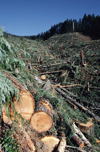 Cala la deforestazione a livello globale