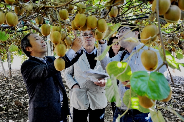 La delegazione cinese al lavoro in un frutteto ad actinidia