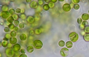 Chlorella vulgaris, alga verde unicellulare con elevata efficienza fotosintetica