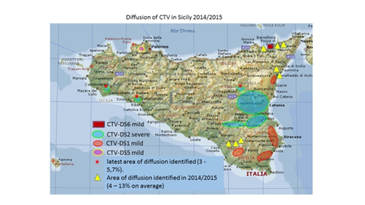 Mappa dell'infezione da Ctv in Sicilia: la percentuale di piante infette varia molto a seconda della zona colpita e della virulenza del ceppo
