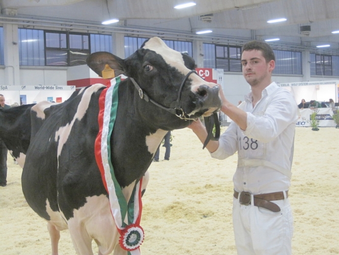 Dirigo-Conant Pronto Roxette, dell’Azienda agricola AlBeRo di Piacenza, Campionessa di Vacche di razza Frisona