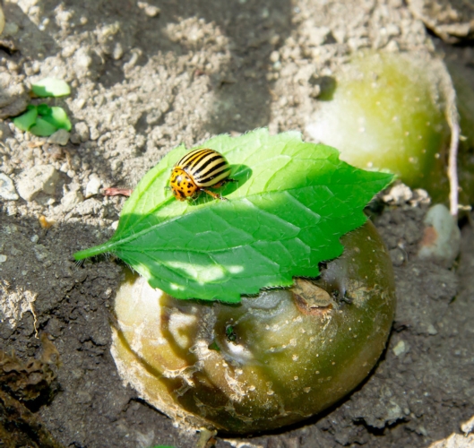 La dorifora della patata è un insetto che potrebbe essere controllato tramite l'Rnai (Foto di archivio)