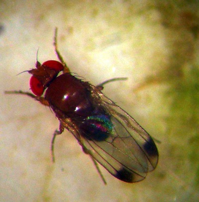 La Drosophila Suzukii