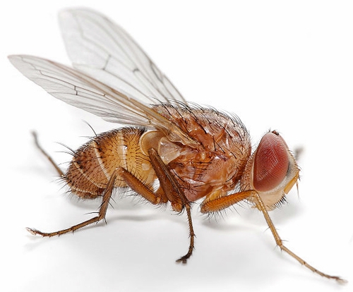 Ciliegi, nel Veneto è arrivata la Drosophila suzuki