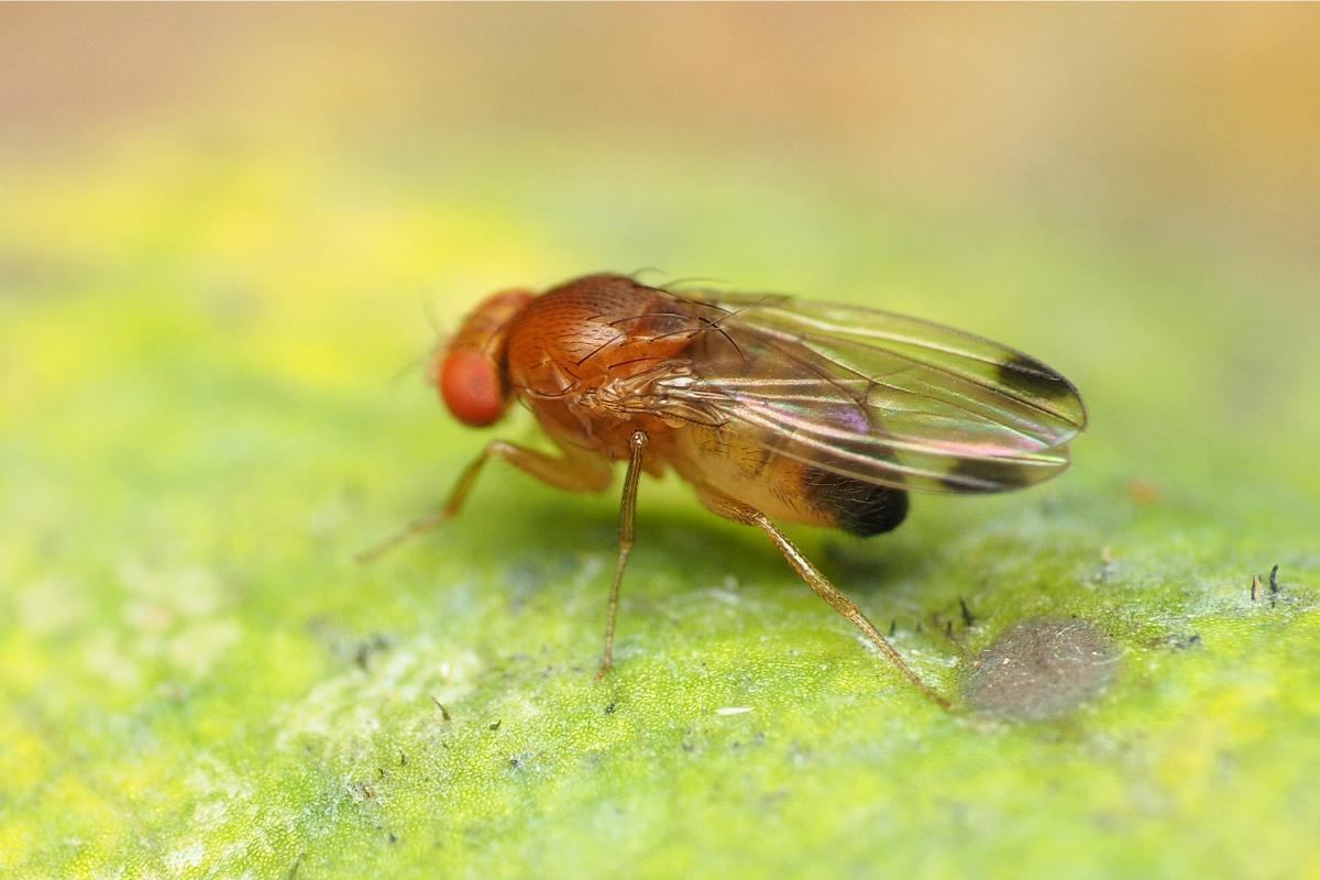 Un maschio di Drosophila suzukii, ben ricnoscibile dalla macchie nere infondo alle ali