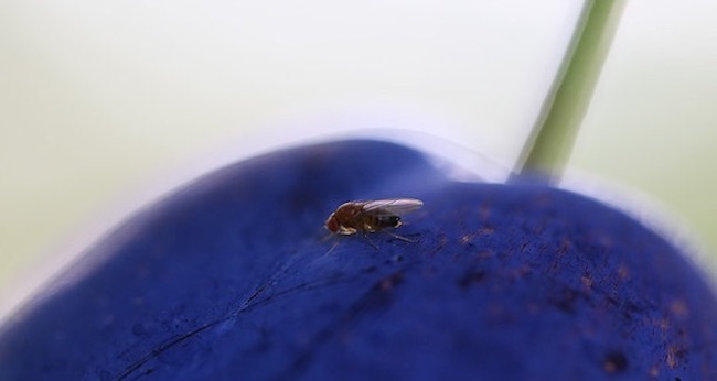 La Drosophila Suzukii attacca frutti a buccia sottile in fase di maturazione, danneggiandoli irreparabilmente