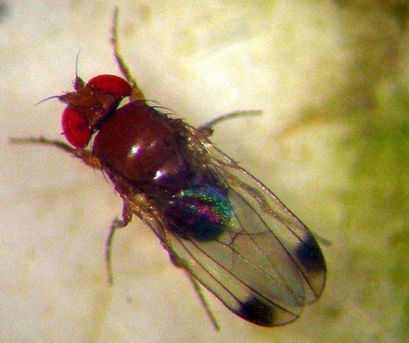 Esemplare di Drosophila suzukii