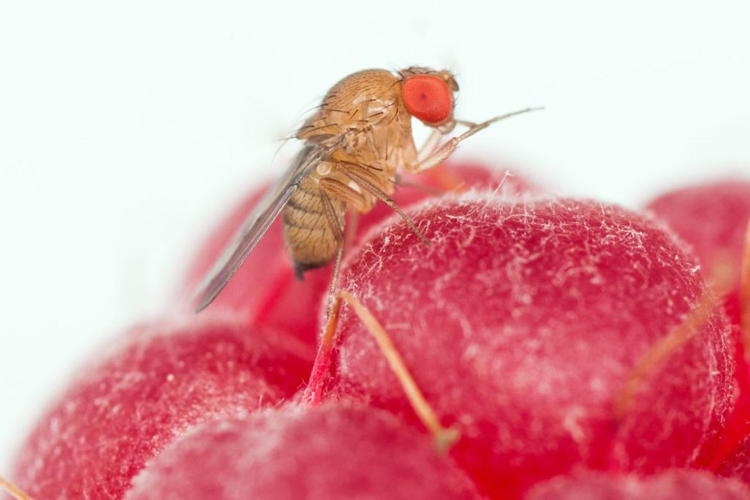 Drosophila suzukii, mantenere alta la guardia - Plantgest news sulle varietà di piante