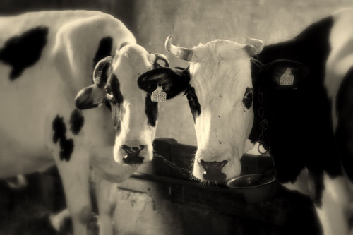 Il prezzo del latte è troppo basso e si moltiplicano in molti Paesi europei le proteste degli allevatori 