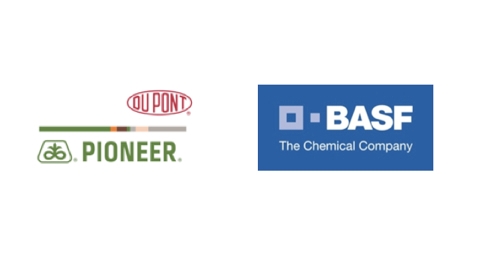 Accordo fra DuPont Pioneer e Basf sui girasoli da tecnologia Clearfield Plus