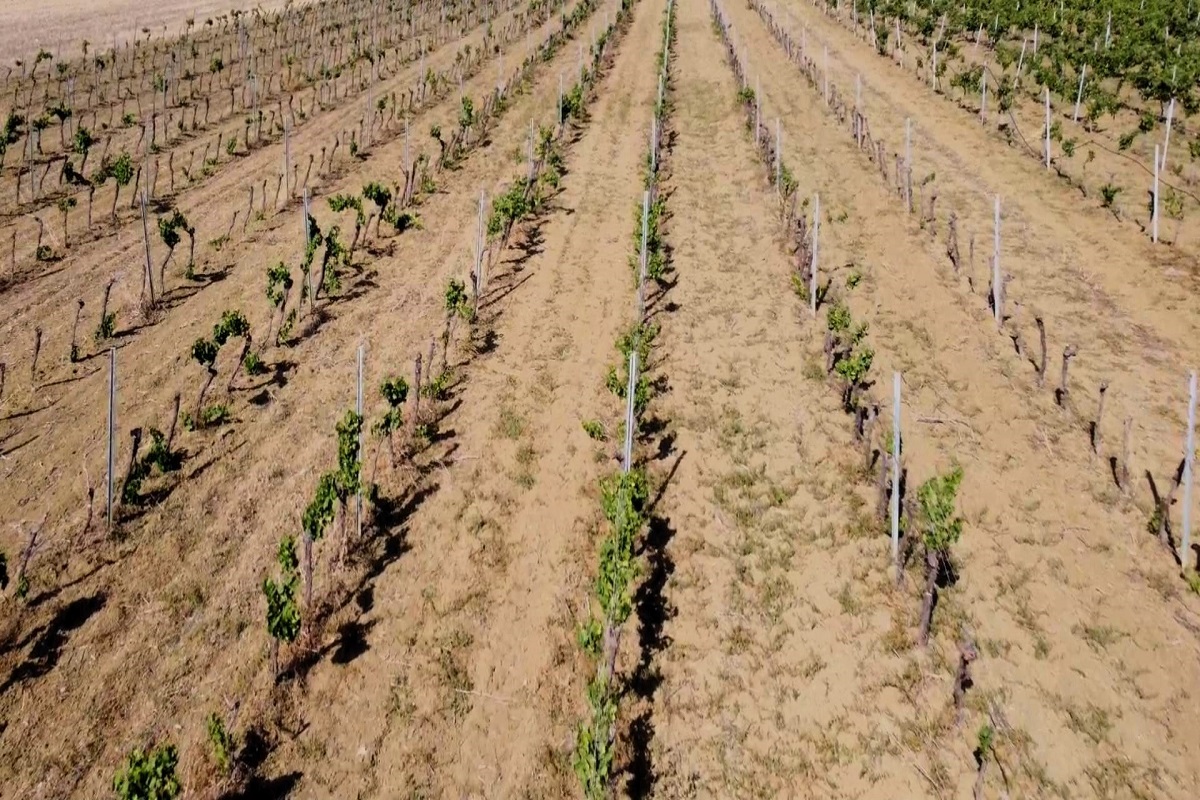 Sicilia: la siccità mette a rischio anche le coltivazioni arboree e i vigneti