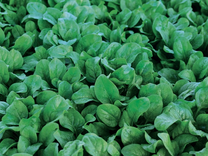 El Lucio, varietà di spinacio con resistenza elevata allo Stemphylium