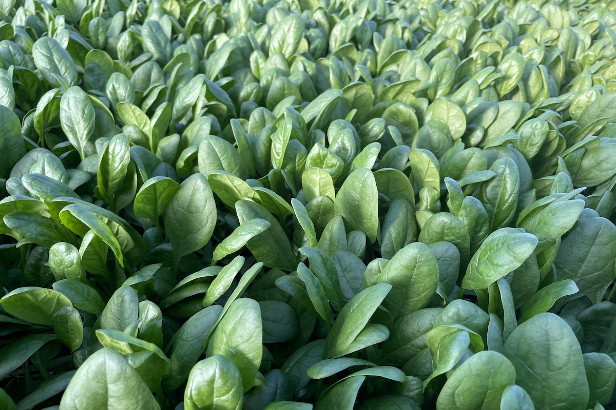 El Macarena è una varietà di spinacio che dispone di nuove combinazioni genetiche altamente resistenti alla Peronospora e allo Stemphylium ed è adatta alle semine più difficili, da ottobre a marzo