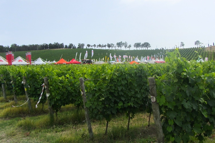 enovitis-in-campo-edizione-2012-macchine-in-campo-vigneto-viticoltura-byagronotiziecs-750.jpg