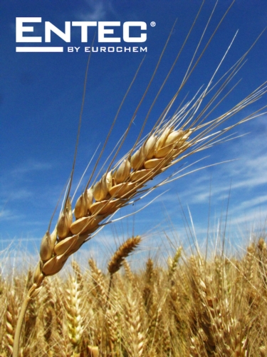 Entec®, l'efficacia della nutrizione ammoniacale nei cereali