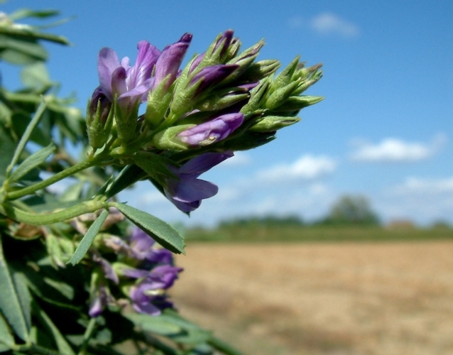Assosementi: fissato in 2,90 euro al kg di prodotto pulito il prezzo per il raccolto 2015 di seme di erba medica