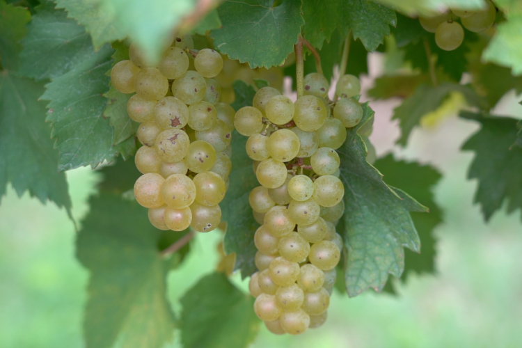 I prodotti Bea sono stati applicati a vari vitigni, tra cui la Ribolla gialla